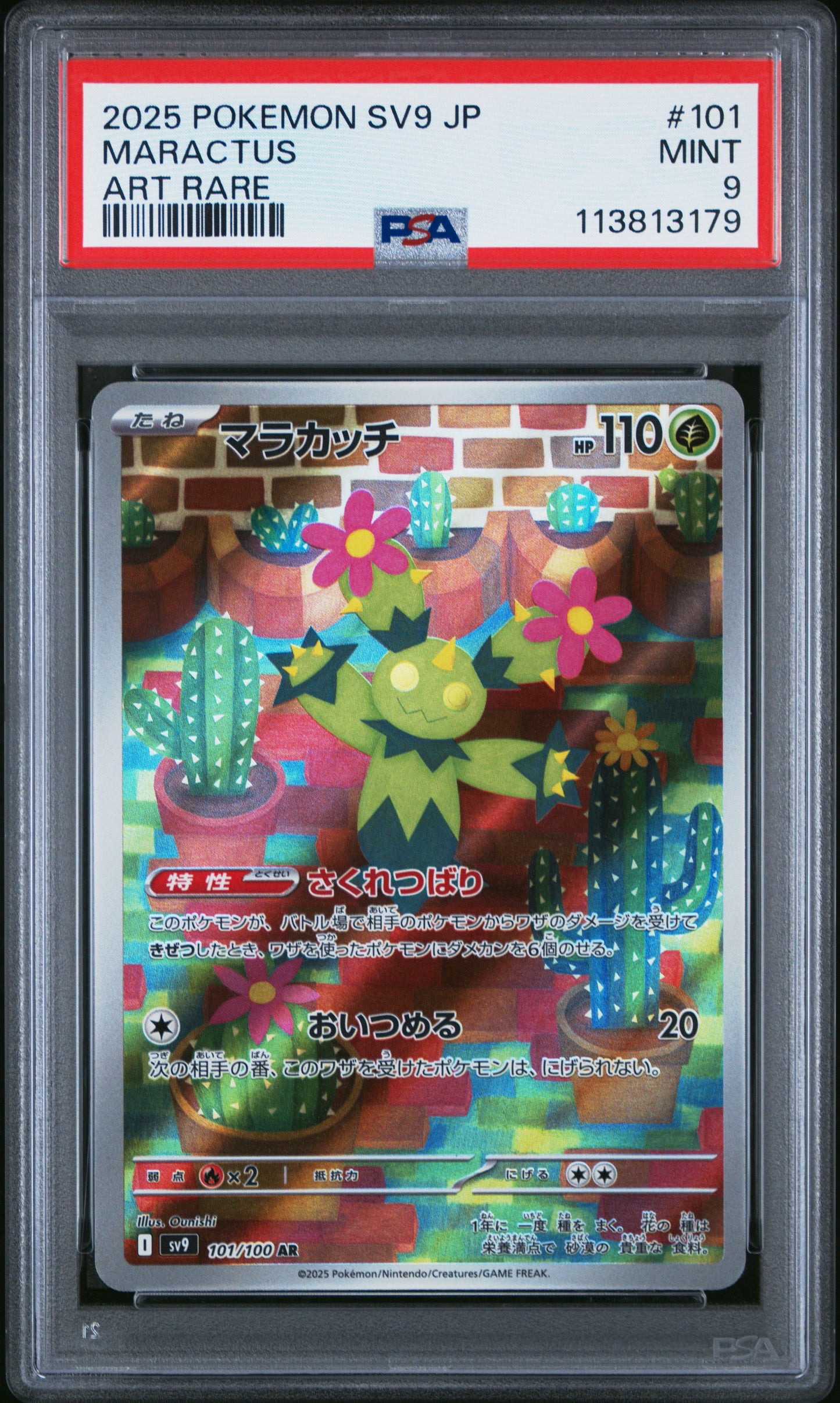 MARACTUS