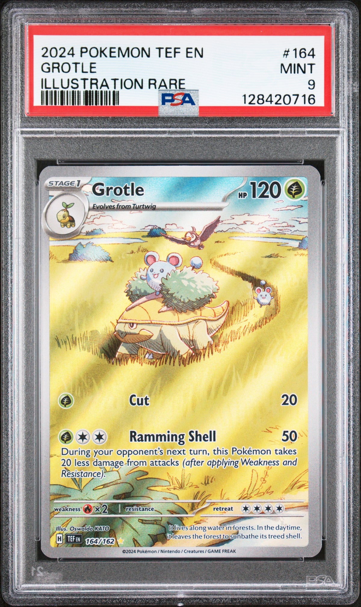 GROTLE