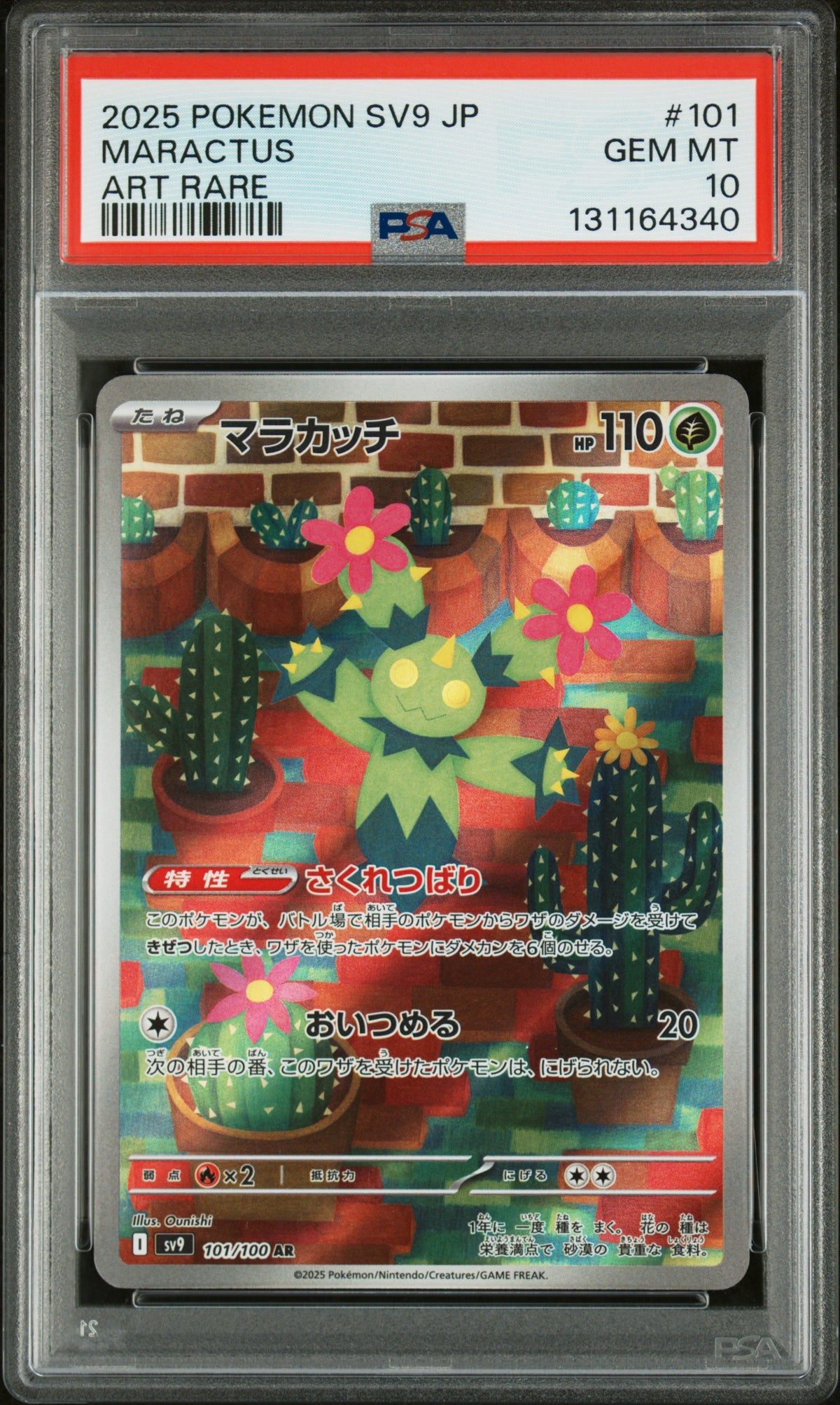 MARACTUS
