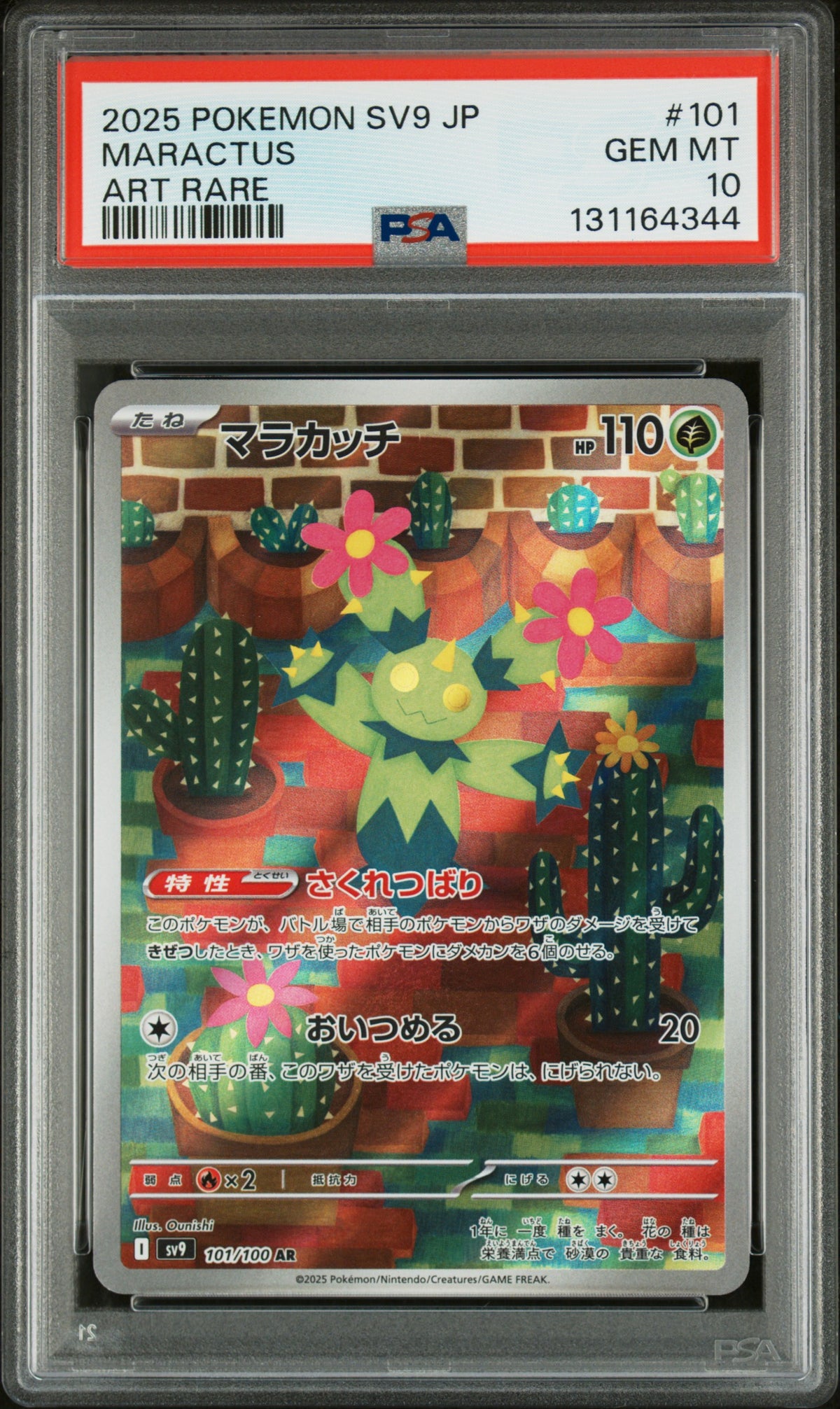 MARACTUS