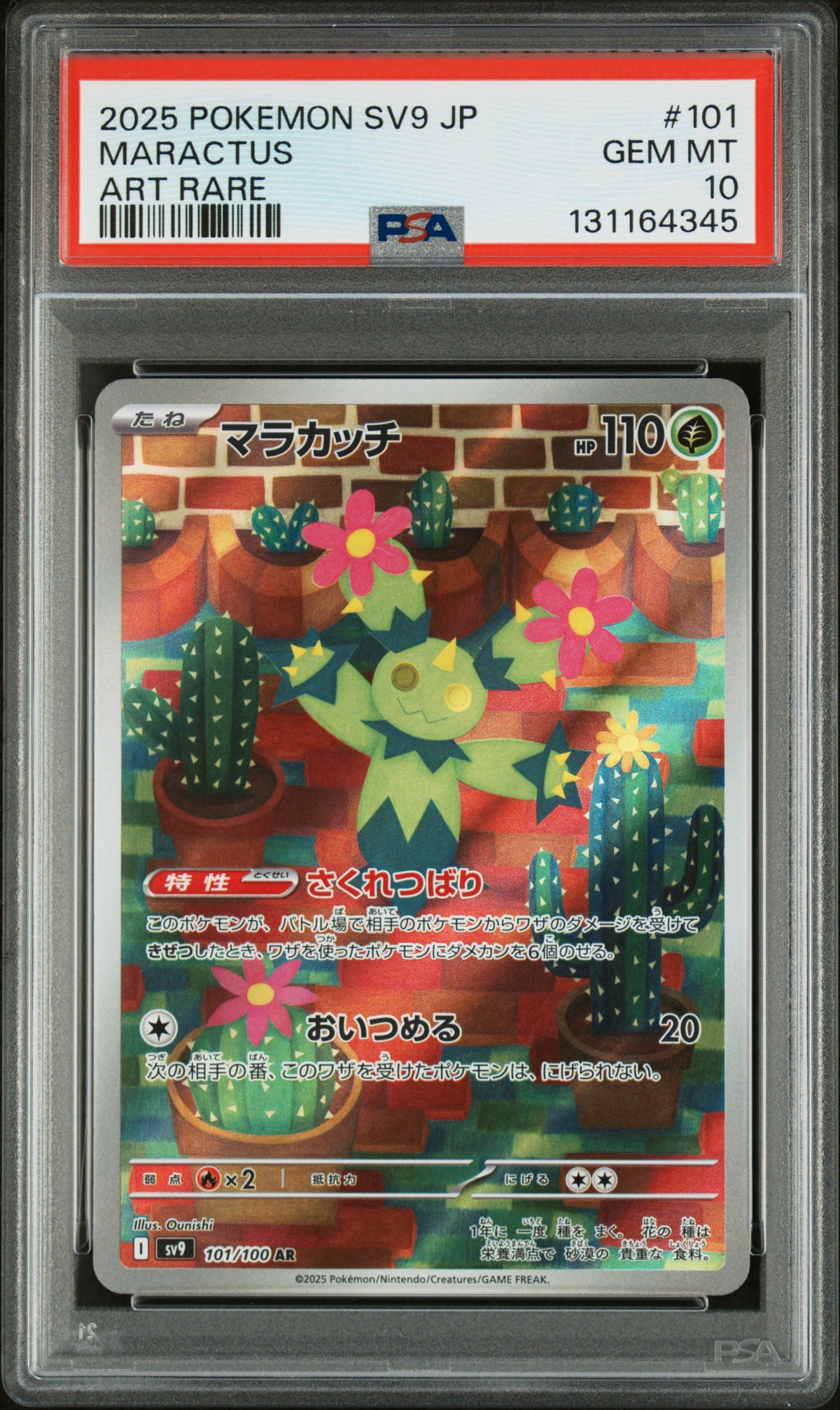 MARACTUS