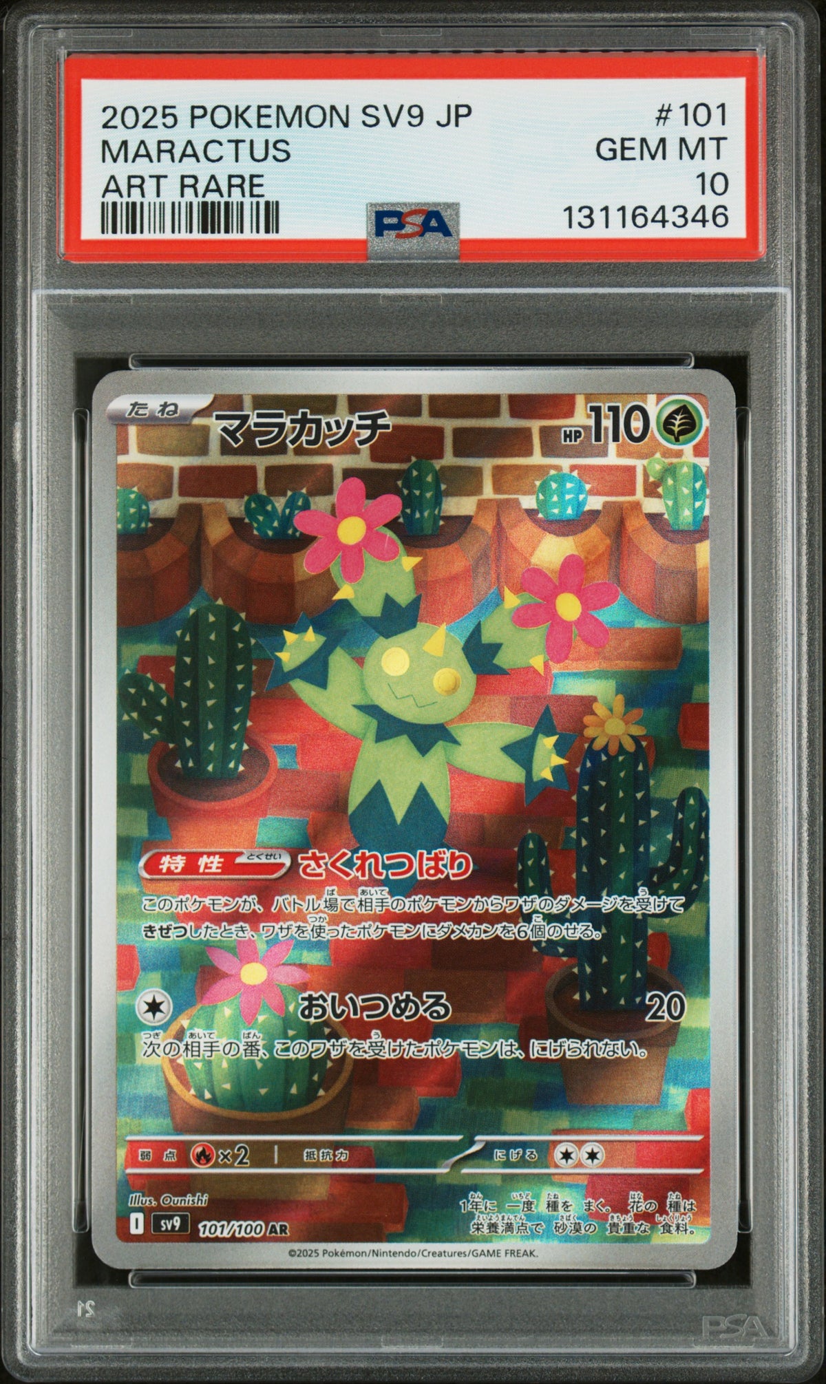 MARACTUS