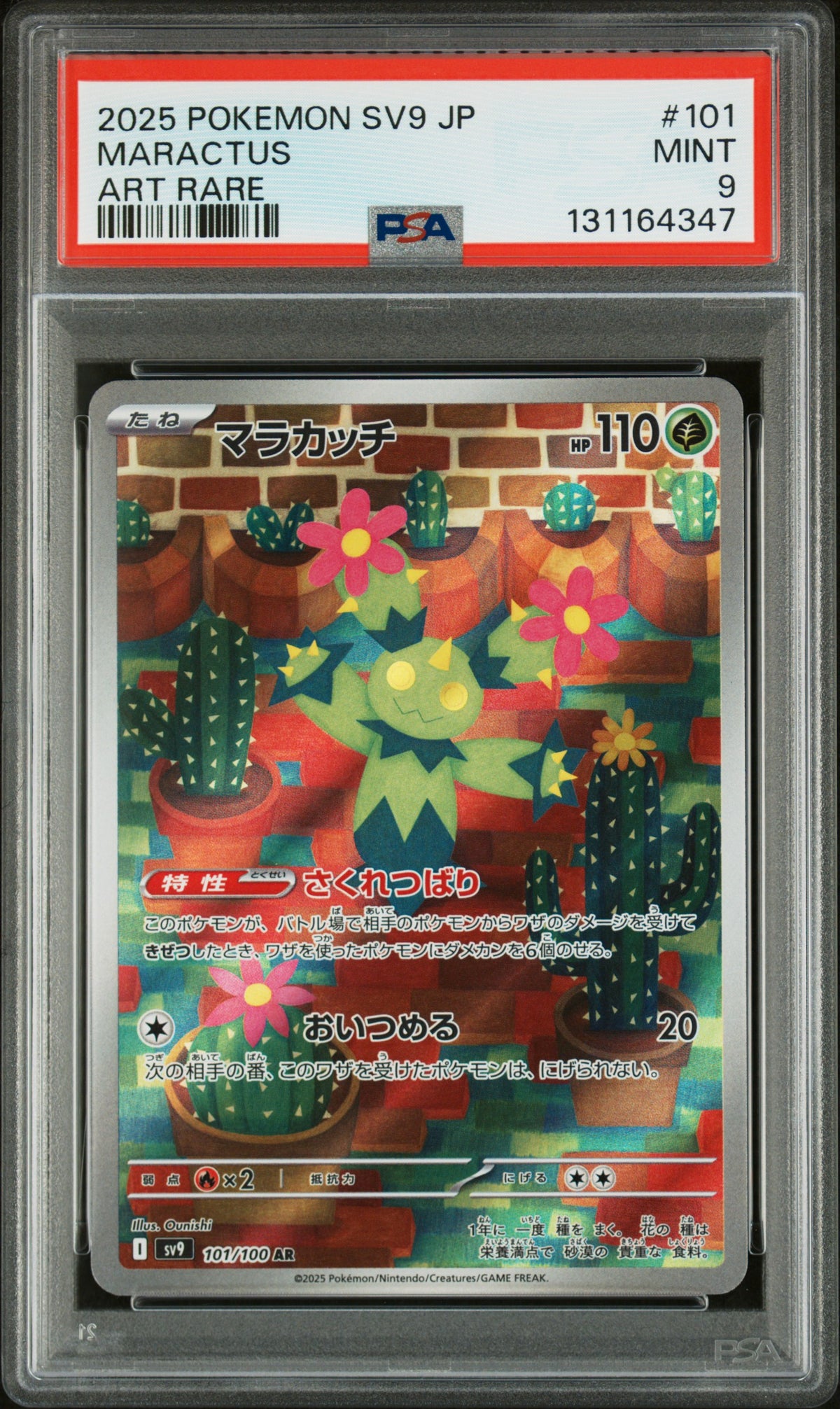 MARACTUS