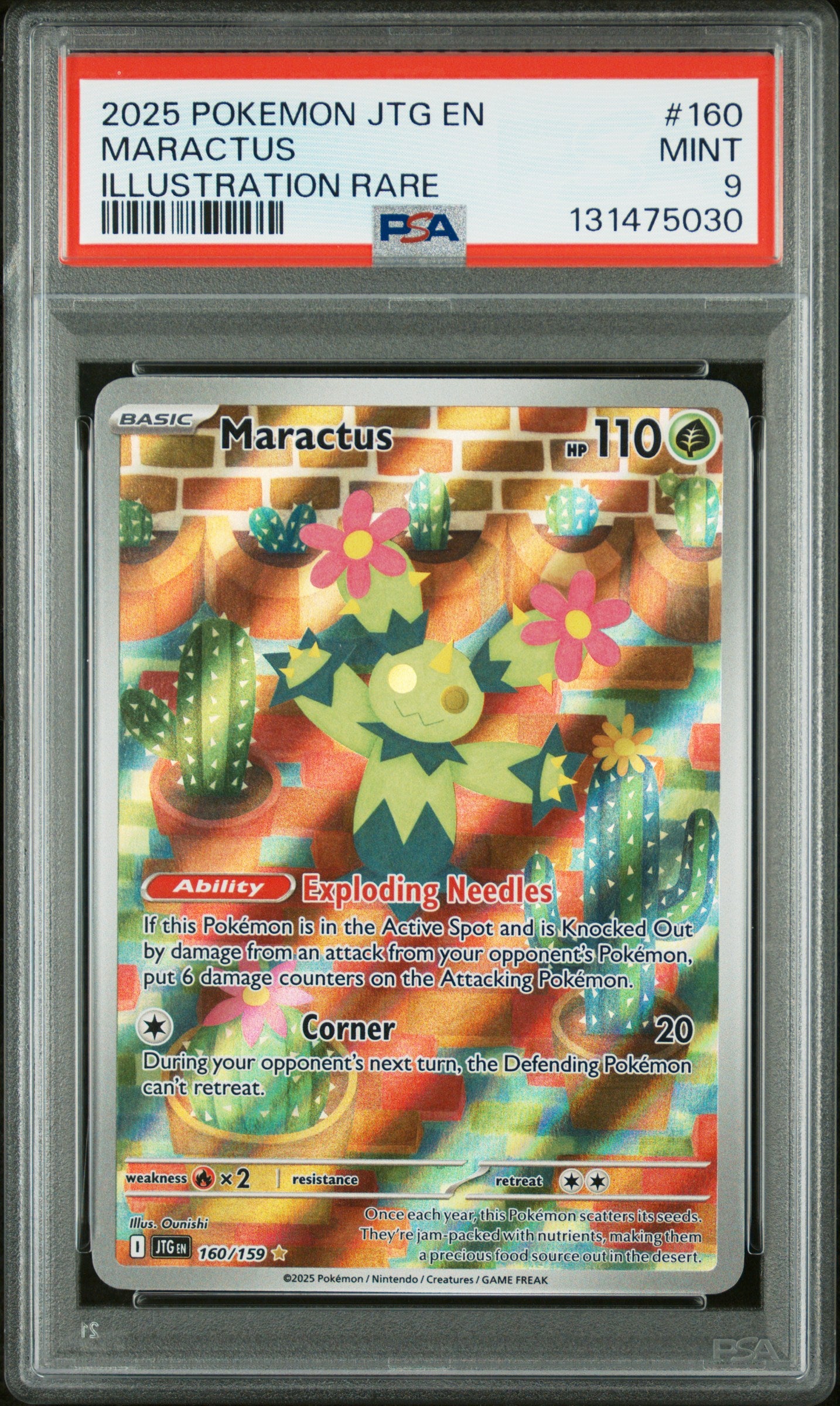 MARACTUS