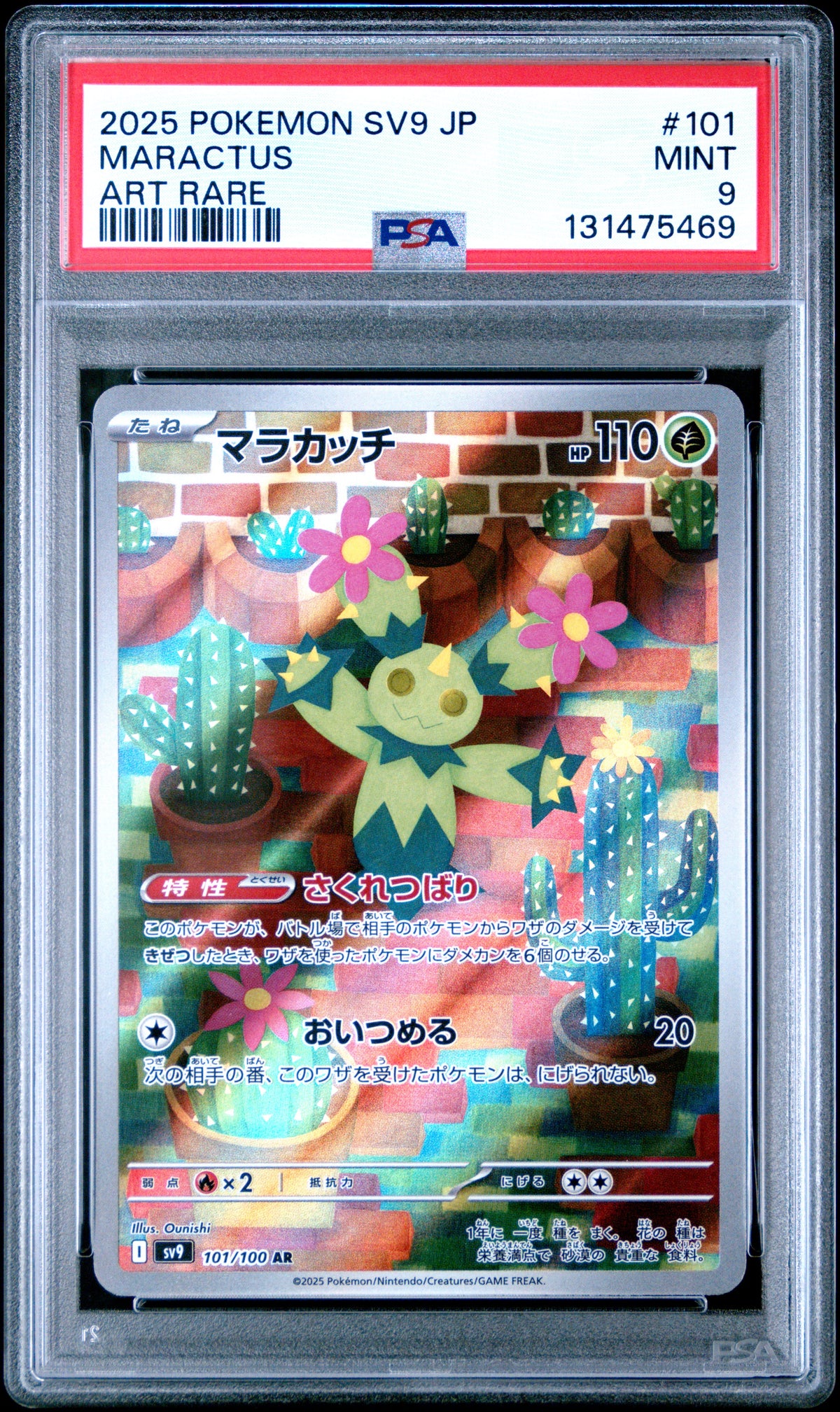 MARACTUS