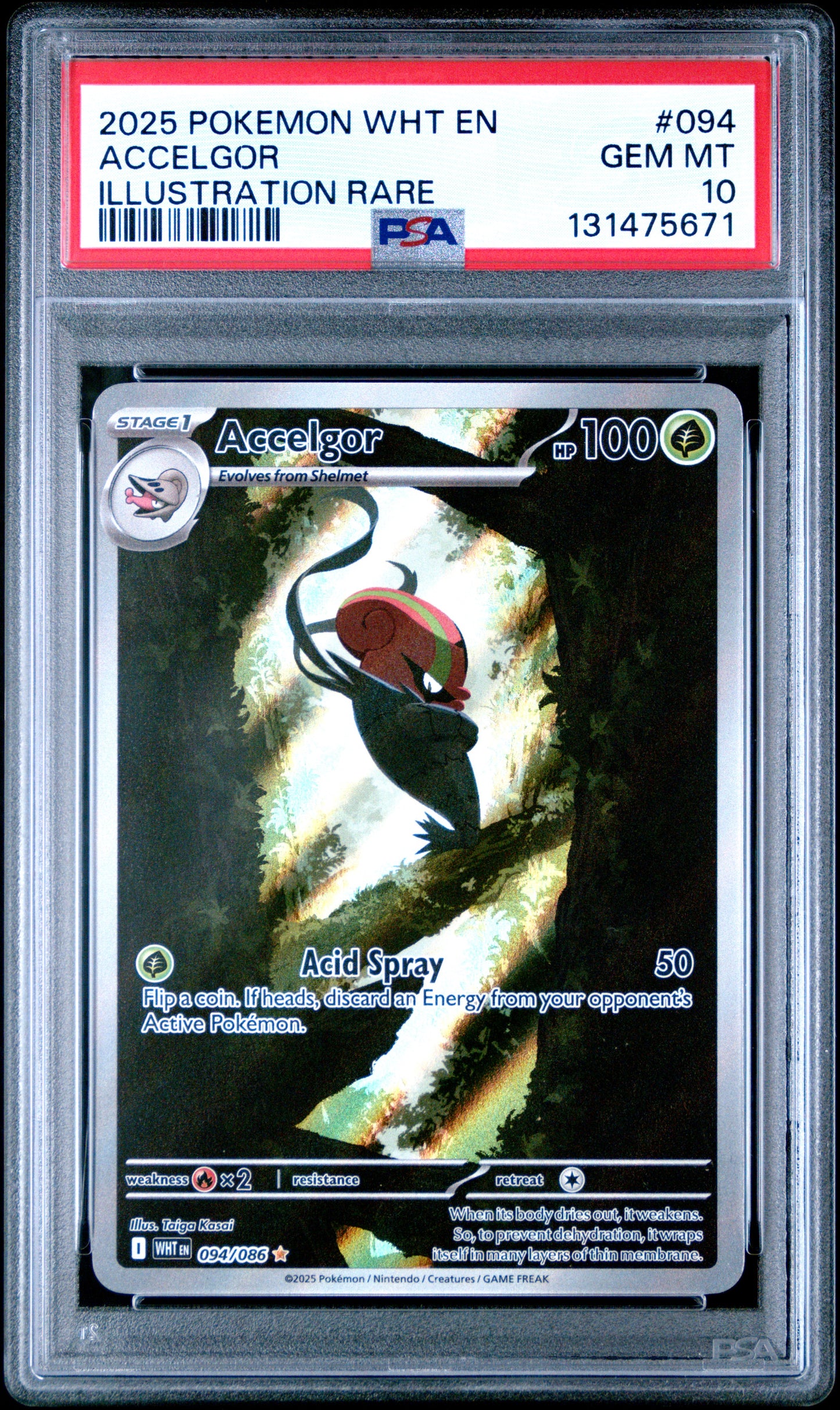 ACCELGOR