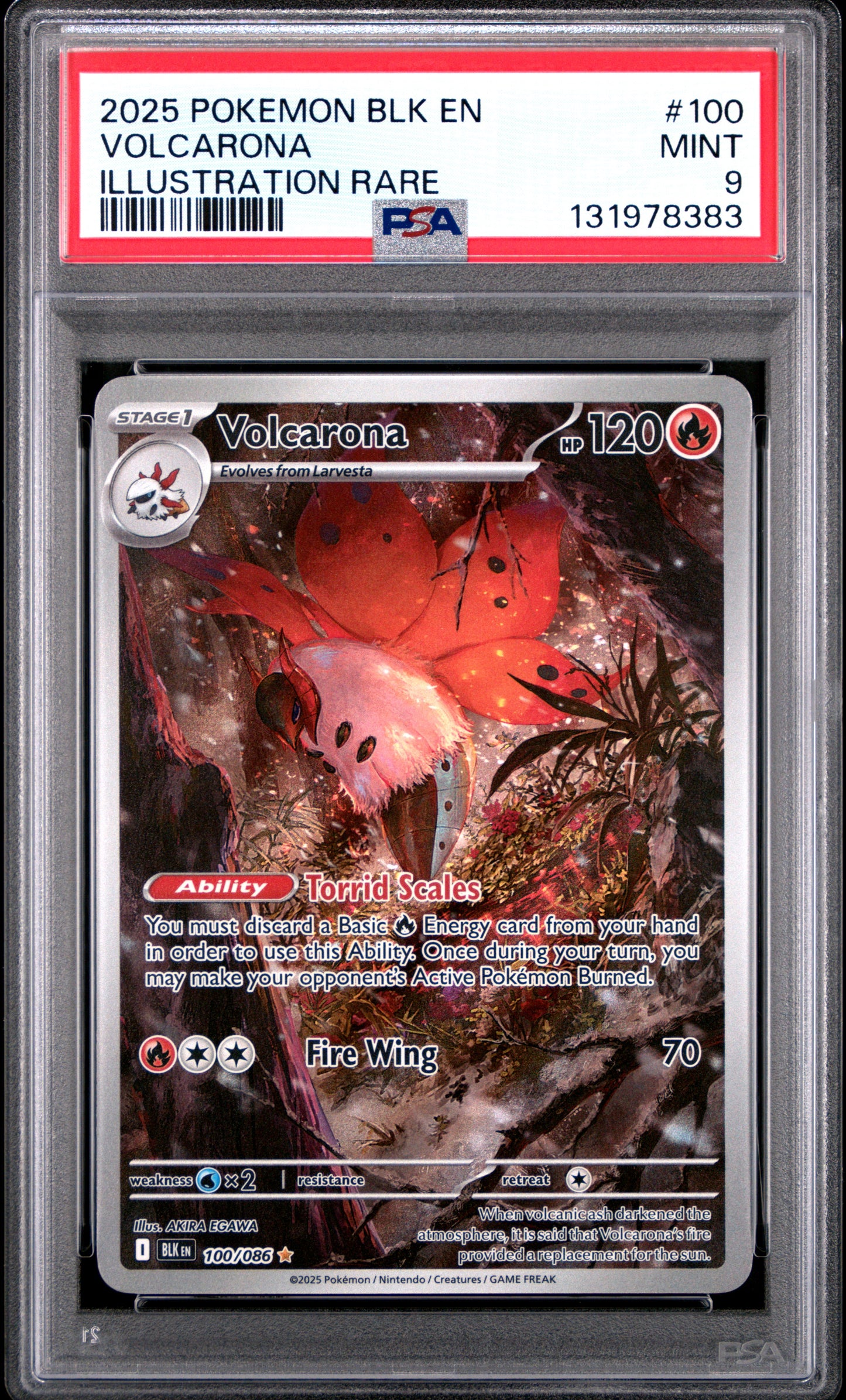 VOLCARONA