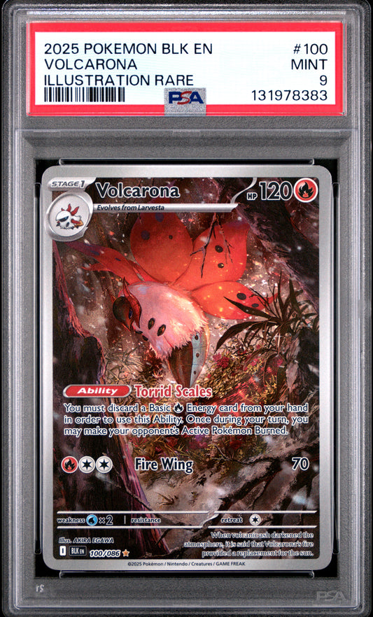 VOLCARONA