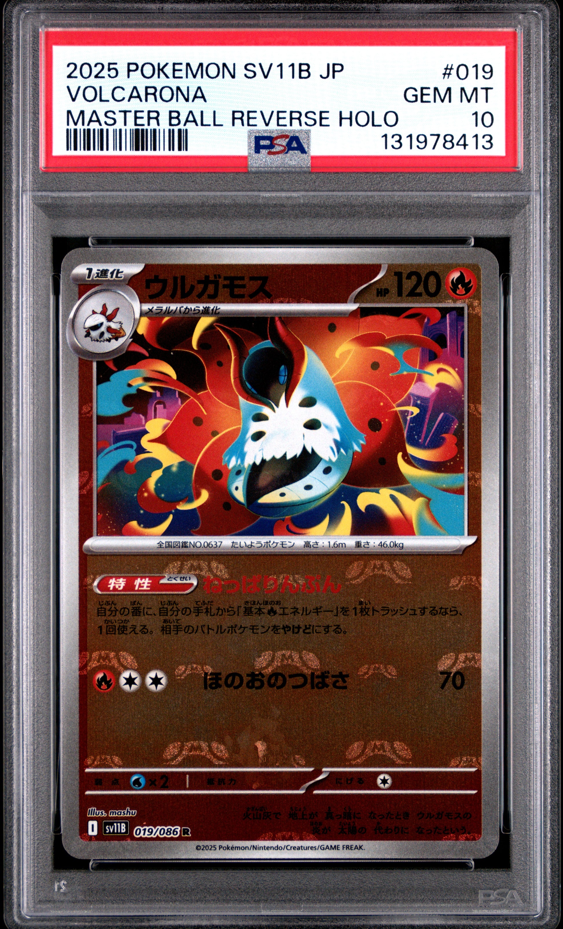 VOLCARONA