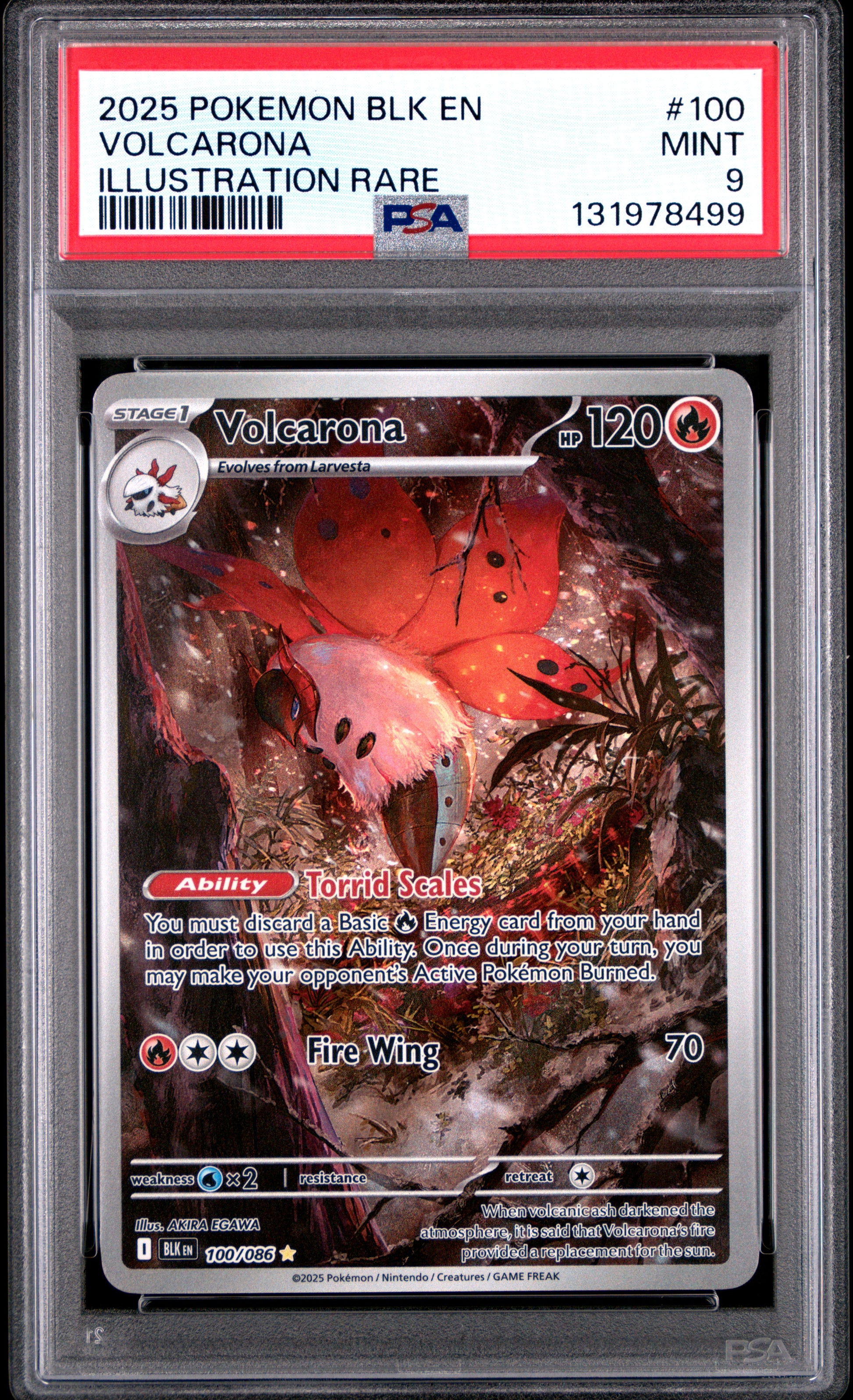 VOLCARONA